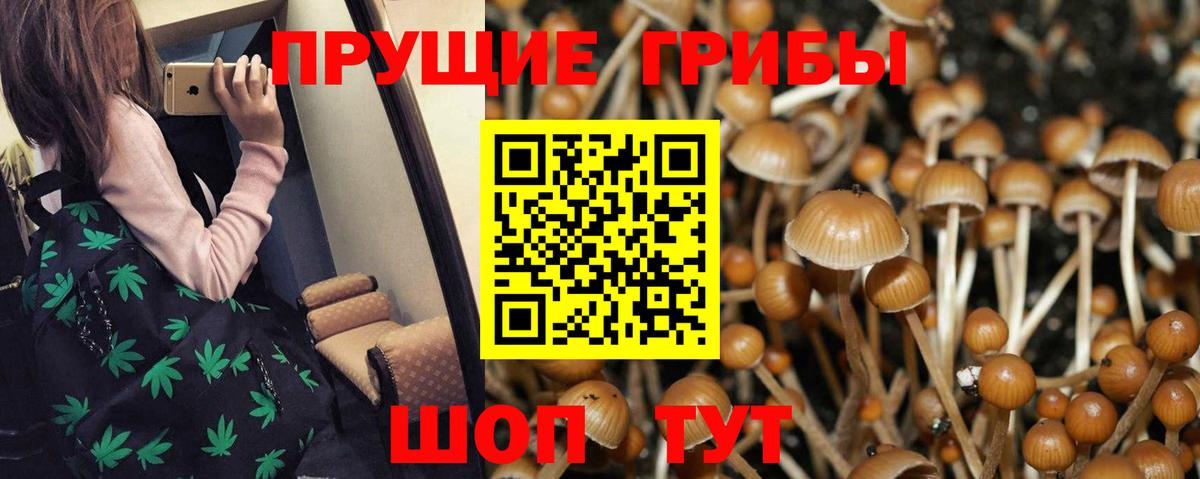 Галлюциногенные грибы MAGIC MUSHROOMS  где купить   Сосновоборск  Вход с VPN 